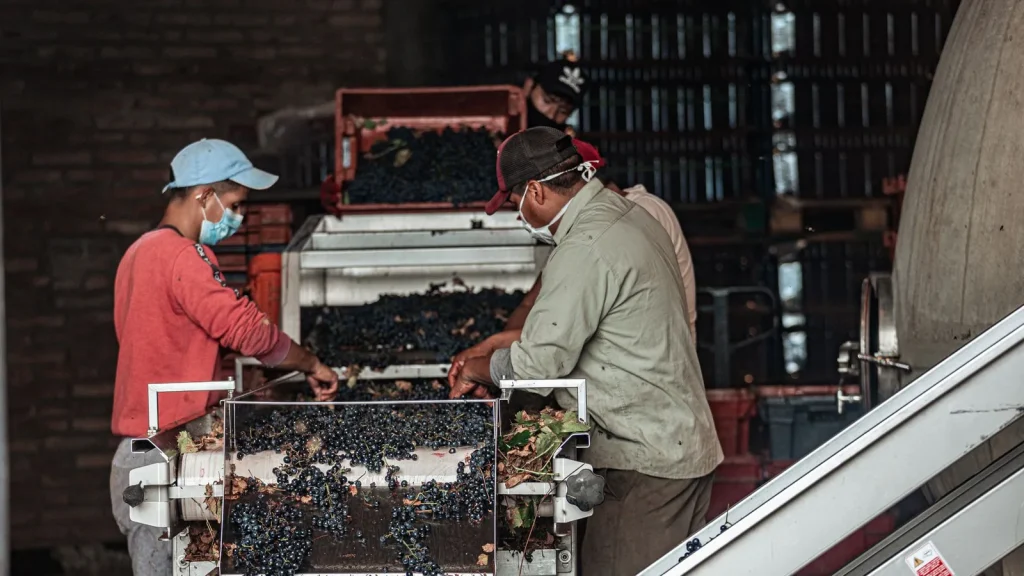 Trabajadores seleccionando uvas en una bodega durante la vendimia, relacionado con la financiación de compra de uva en Galicia.