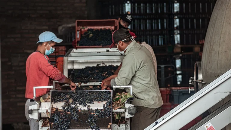 Ayudas 2026 para bodegas autónomas de Galicia: financiación para comprar uva de la vendimia