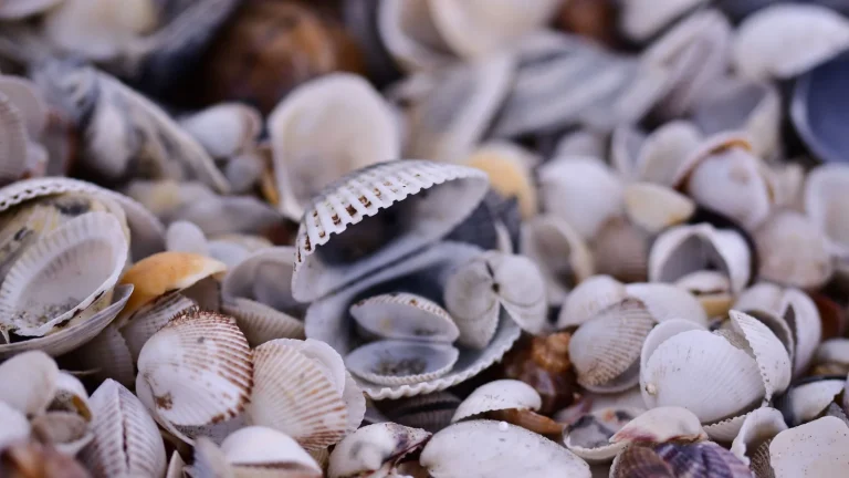 Galicia abre ayudas para restaurar biodiversidad marina mediante proyectos colectivos de marisqueo sostenible