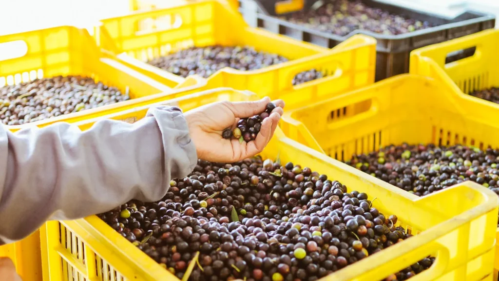 Olivar y almazara vinculados a aplicaciones de inteligencia artificial.