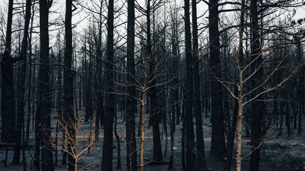 Autónomo revisando daños y documentación de su negocio tras un incendio forestal.