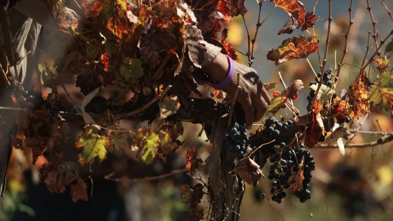 El vino español cierra campaña con menos producción, consumo y exportaciones: las tres caídas que preocupan al sector